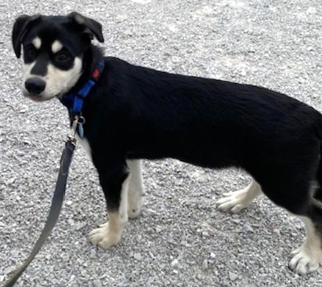Enlarge BRUNO-Pending (4 mos Old Husky/Shep, Loves Other Dogs!), a Adopted mixed breed in Indianapolis, IN image 2/6