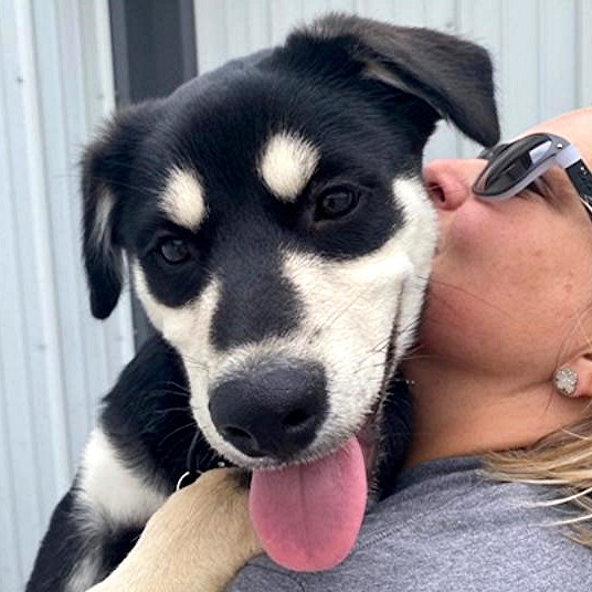 Enlarge BRUNO-Pending (4 mos Old Husky/Shep, Loves Other Dogs!), a Adopted mixed breed in Indianapolis, IN image 1/6