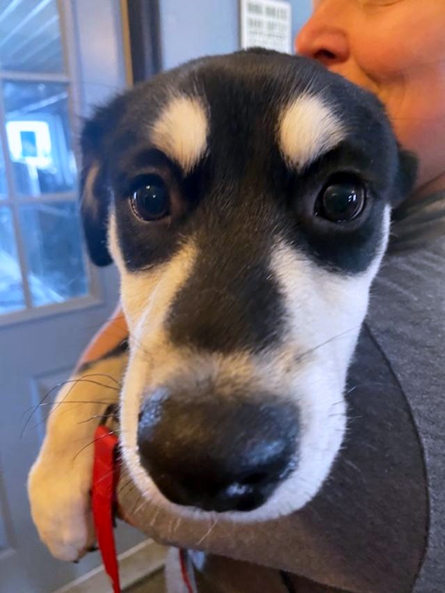 Enlarge BRUNO-Pending (4 mos Old Husky/Shep, Loves Other Dogs!), a Adopted mixed breed in Indianapolis, IN image 3/6