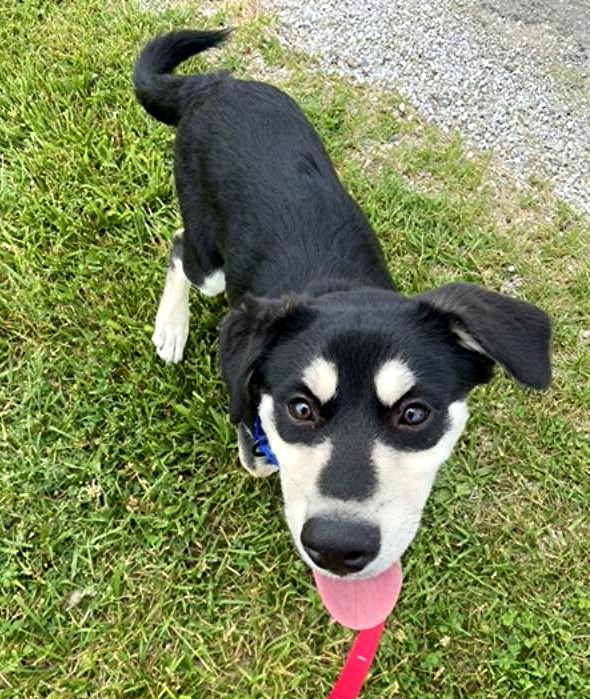 Enlarge BRUNO-Pending (4 mos Old Husky/Shep, Loves Other Dogs!), a Adopted mixed breed in Indianapolis, IN image 4/6