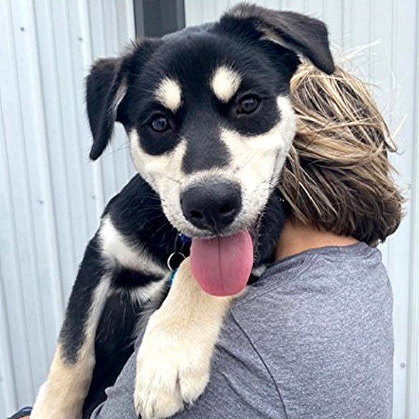 Enlarge BRUNO-Pending (4 mos Old Husky/Shep, Loves Other Dogs!), a Adopted mixed breed in Indianapolis, IN image 5/6