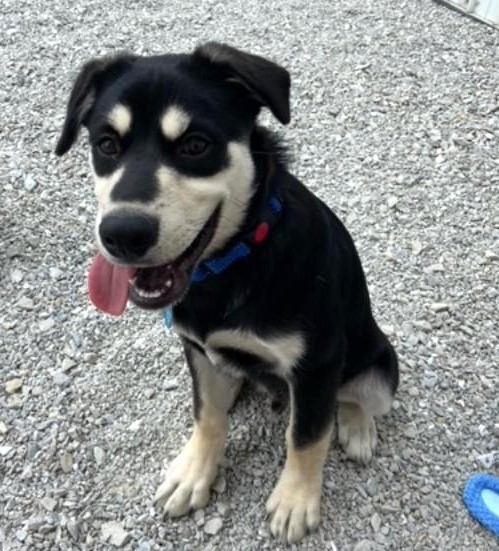 Enlarge BRUNO-Pending (4 mos Old Husky/Shep, Loves Other Dogs!), a Adopted mixed breed in Indianapolis, IN image 6/6