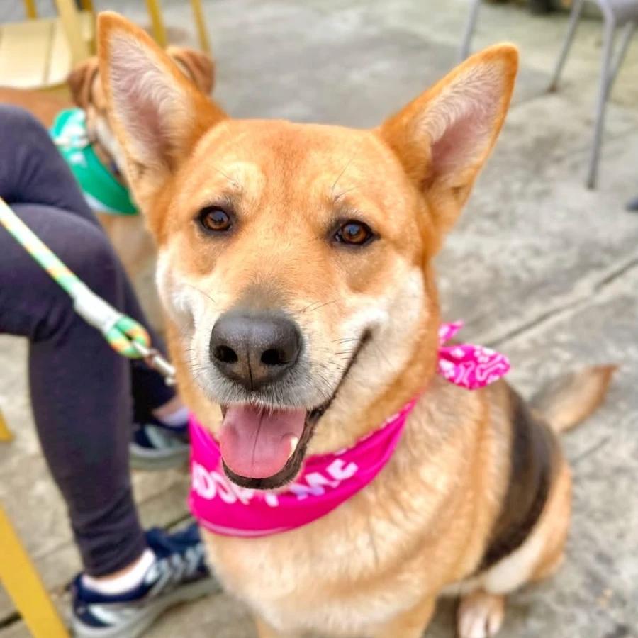 Suzie, Adoptable, Adult Female German Shepherd Dog & Husky.