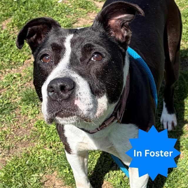 VIA, Adoptable, Adult Female Pit Bull Terrier.