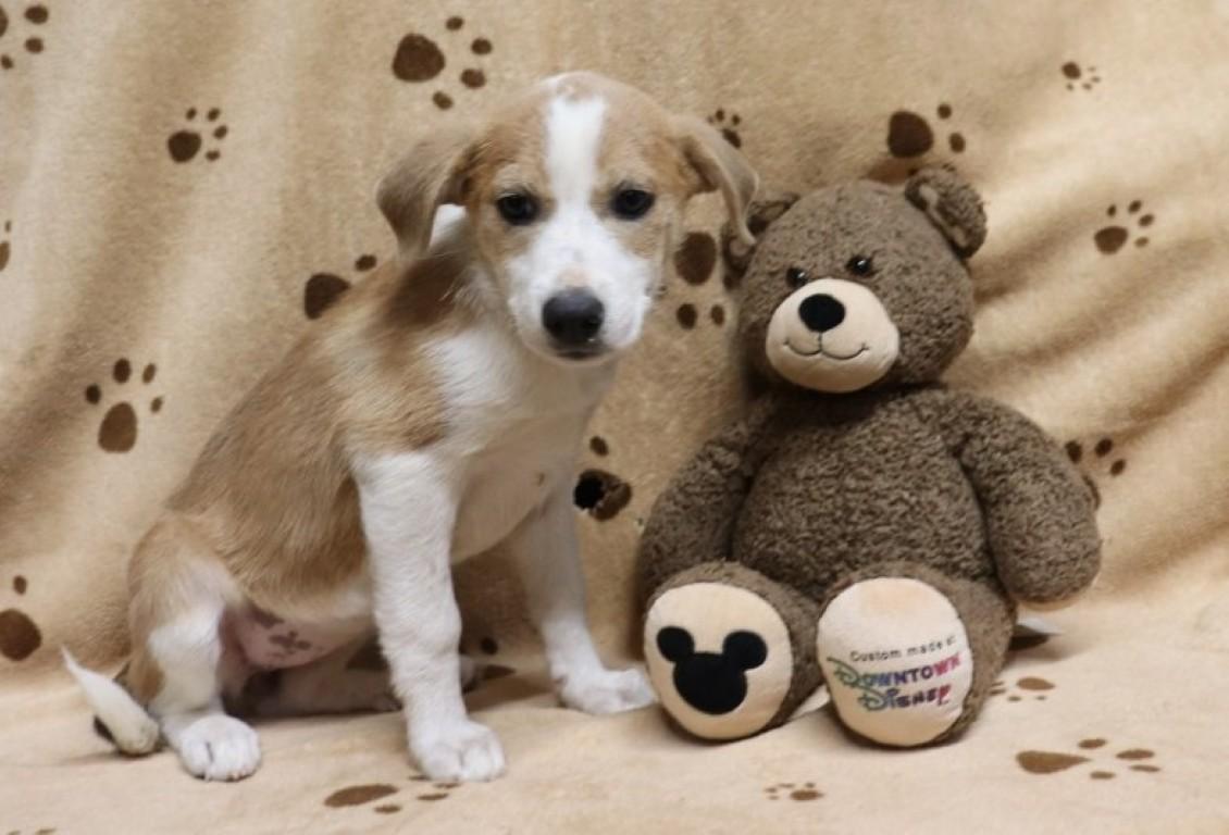 Punkin' Pie, ADOPTABLE, Puppy Female Labrador Retriever & Hound.