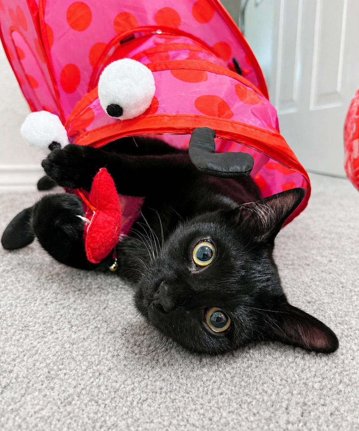 Felix, ADOPTABLE, Kitten Male Domestic Short Hair.