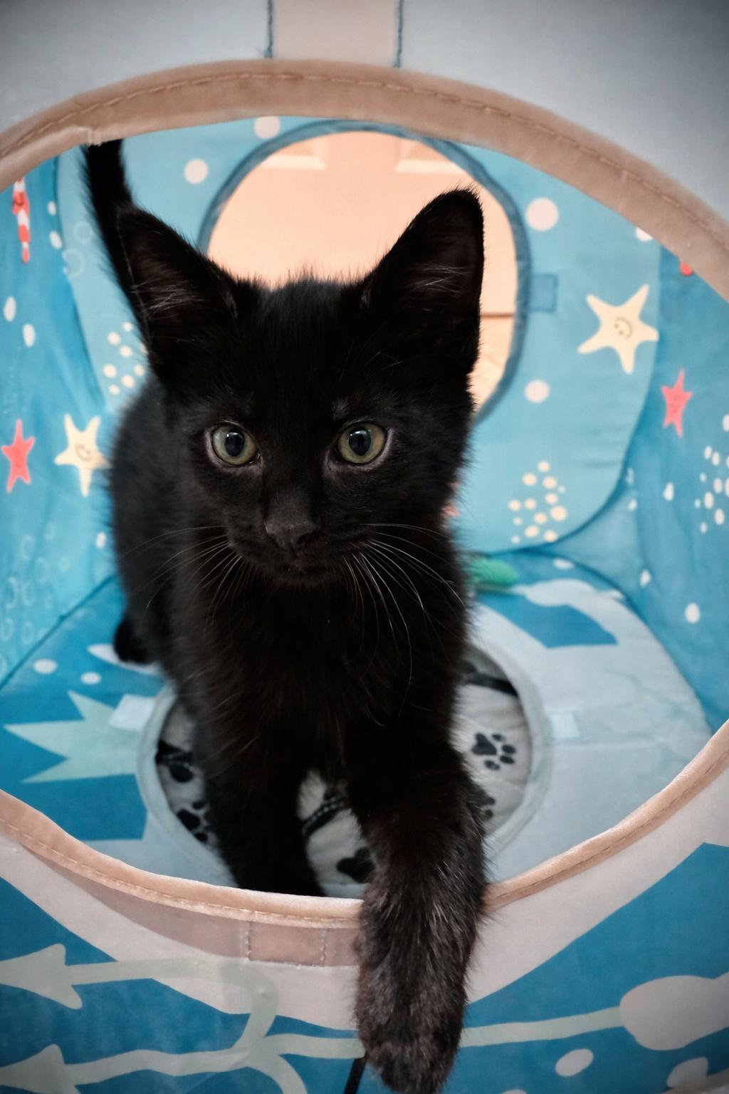 Felix, ADOPTABLE, Kitten Male Domestic Short Hair.