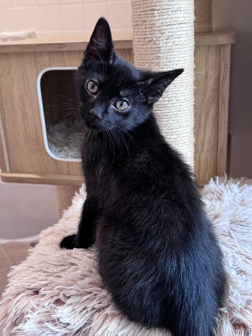Enlarge Felix, a ADOPTABLE Domestic Short Hair in Houston, TX image 4/5