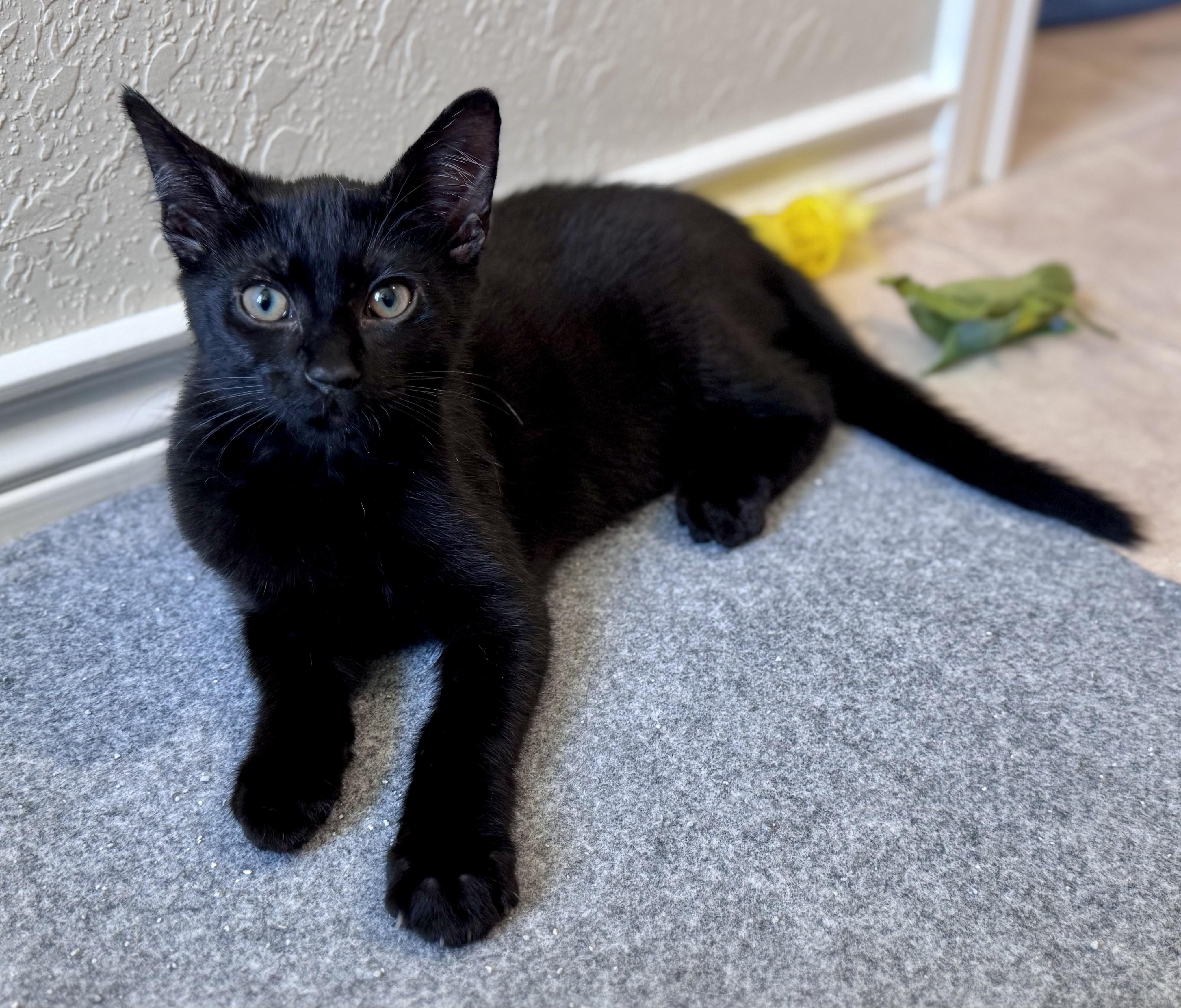 Enlarge Felix, a ADOPTABLE Domestic Short Hair in Houston, TX image 3/5