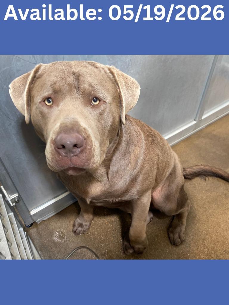 Enlarge Dog Kennel #1, a Adoptable mixed breed in Greenville, TX image 2/5