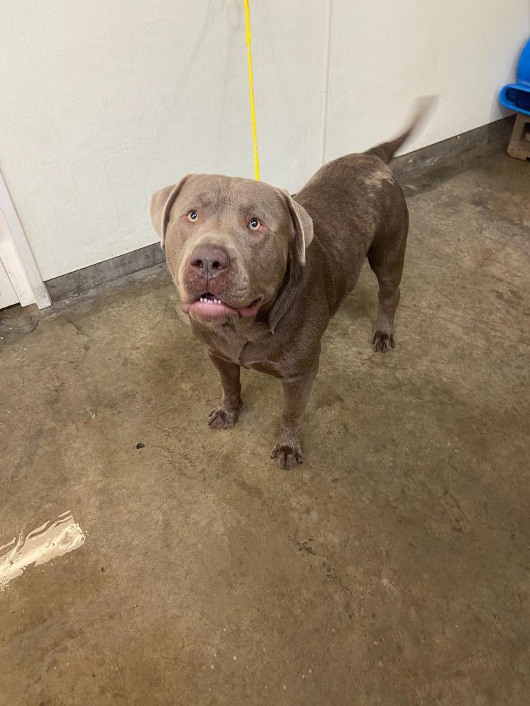 Enlarge Dog Kennel #1, a Adoptable mixed breed in Greenville, TX image 3/5