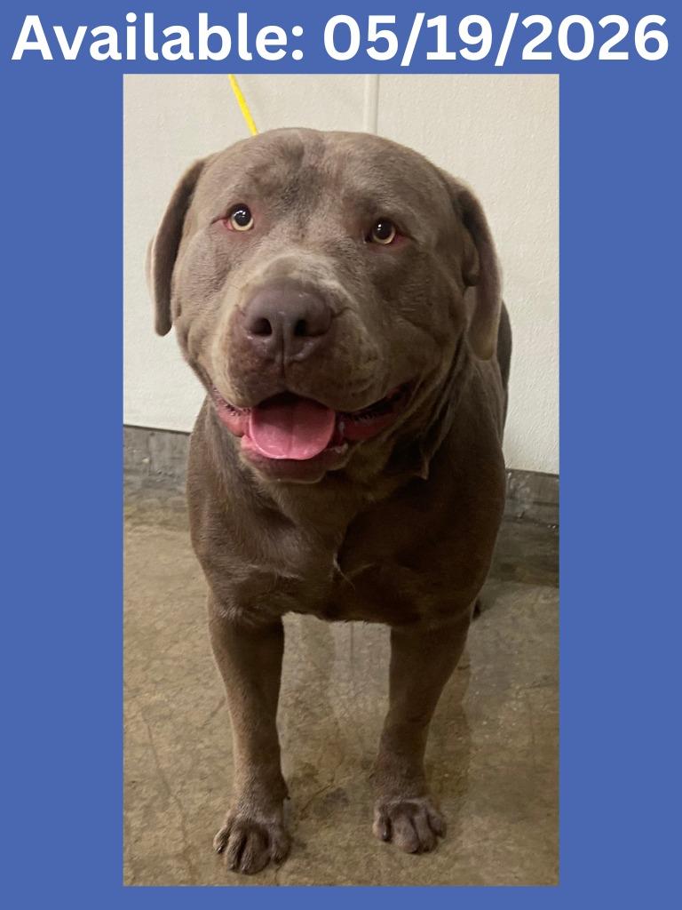Enlarge Dog Kennel #1, a Adoptable mixed breed in Greenville, TX image 4/5
