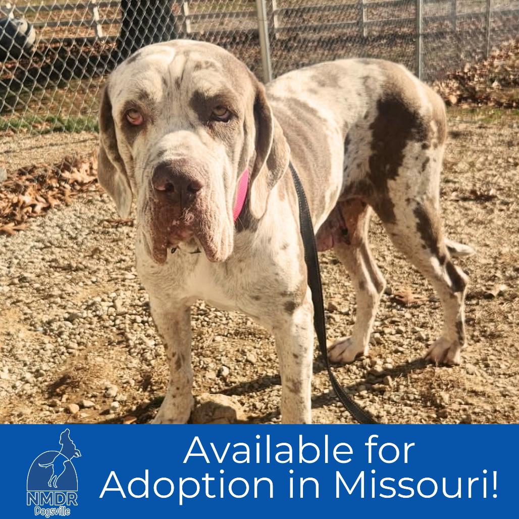 Cherry  Missouri thumbnail 2