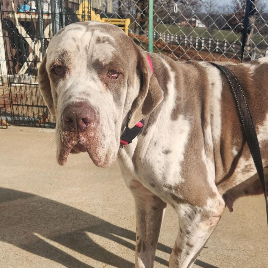 Cherry  Missouri thumbnail 4