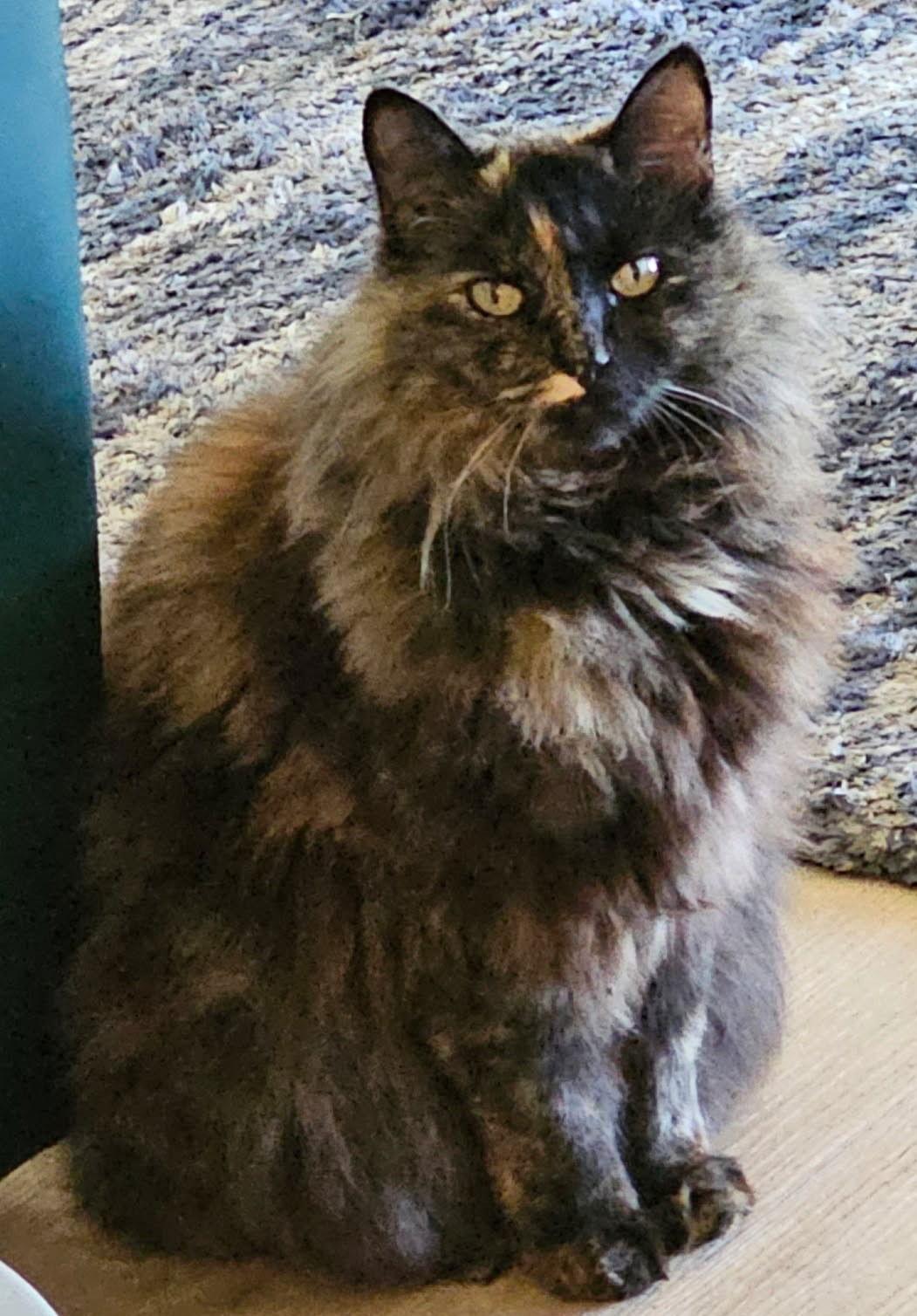 Romi, Adoptable, Adult Female Domestic Long Hair & Dilute Tortoiseshell.