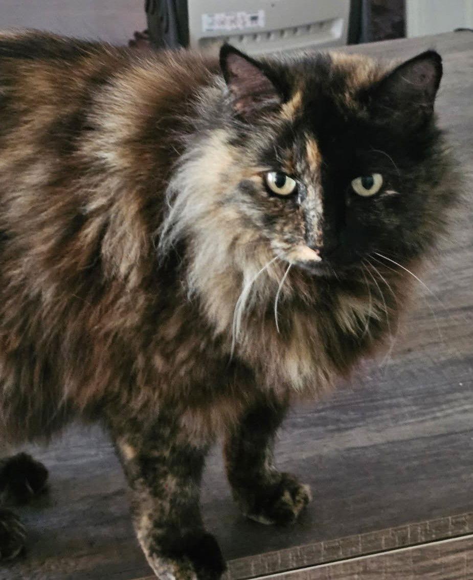 Enlarge Romi, a Adoptable mixed breed in Palo Alto, CA image 2/2