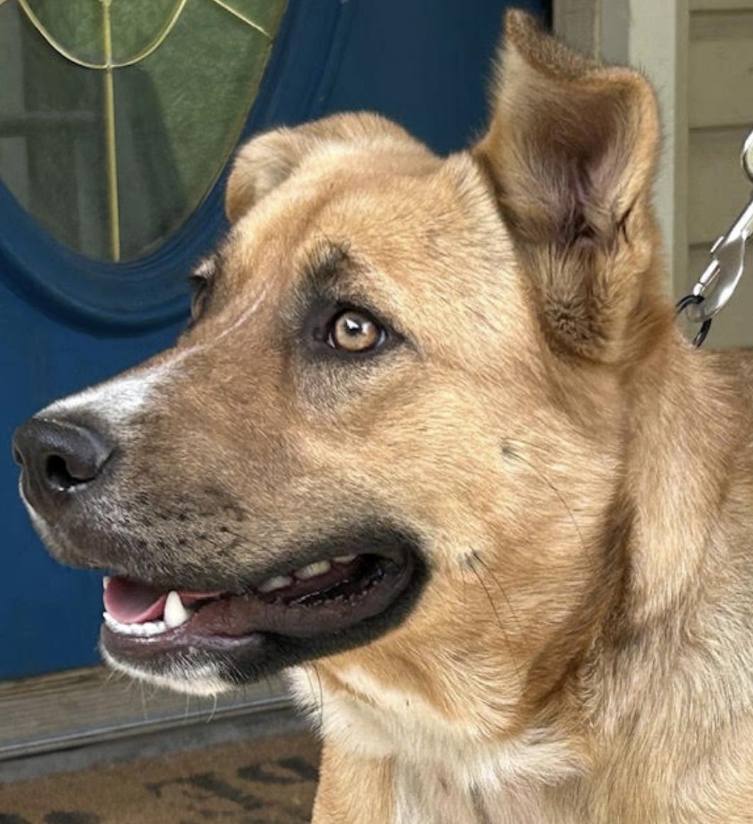 Ruby, a Adoptable mixed breed in Woburn, MA image 2/5