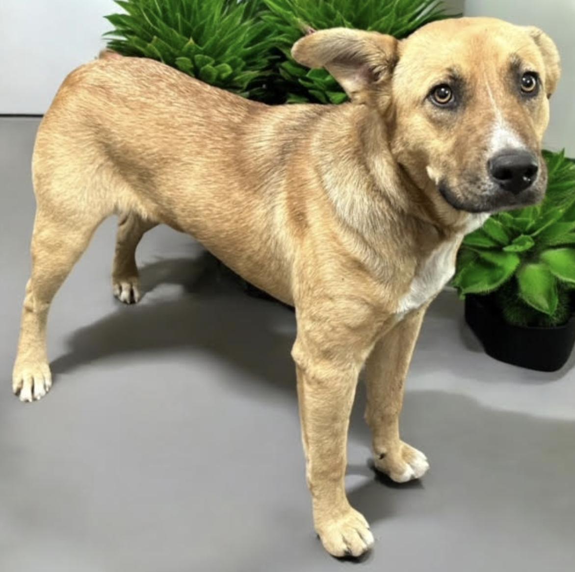 Ruby, a Adoptable mixed breed in Woburn, MA image 5/5