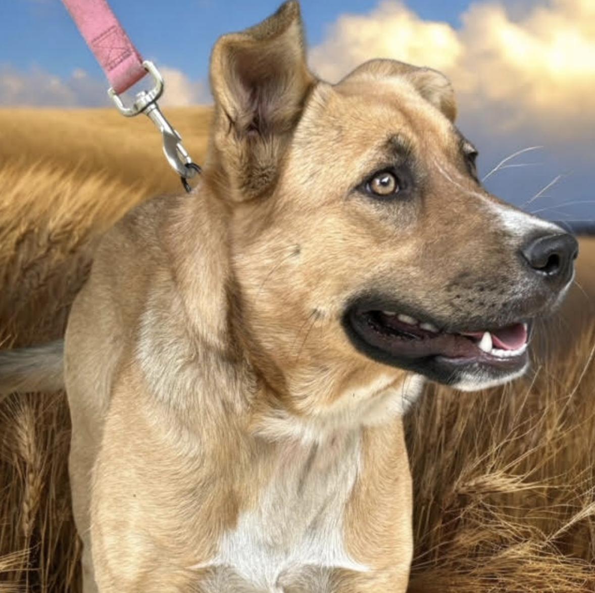 Ruby, a Adoptable mixed breed in Woburn, MA image 4/5