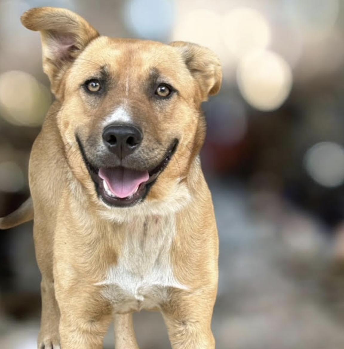 Ruby, a Adoptable mixed breed in Woburn, MA image 3/5