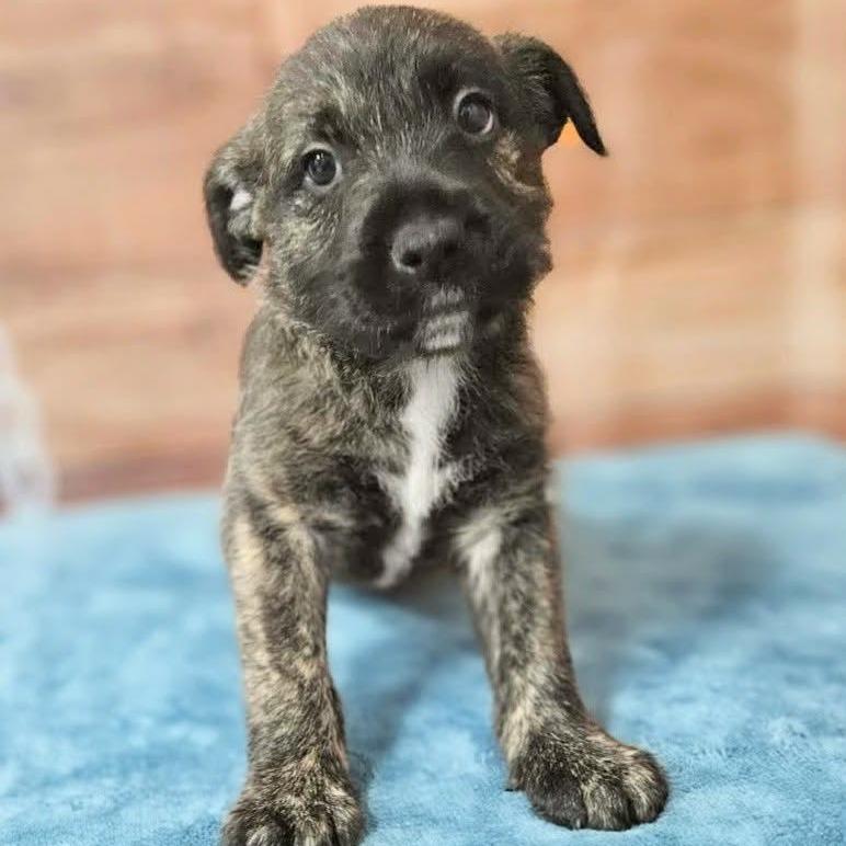 Garth, Adoptable, Puppy Male Pit Bull Terrier & Mixed Breed.