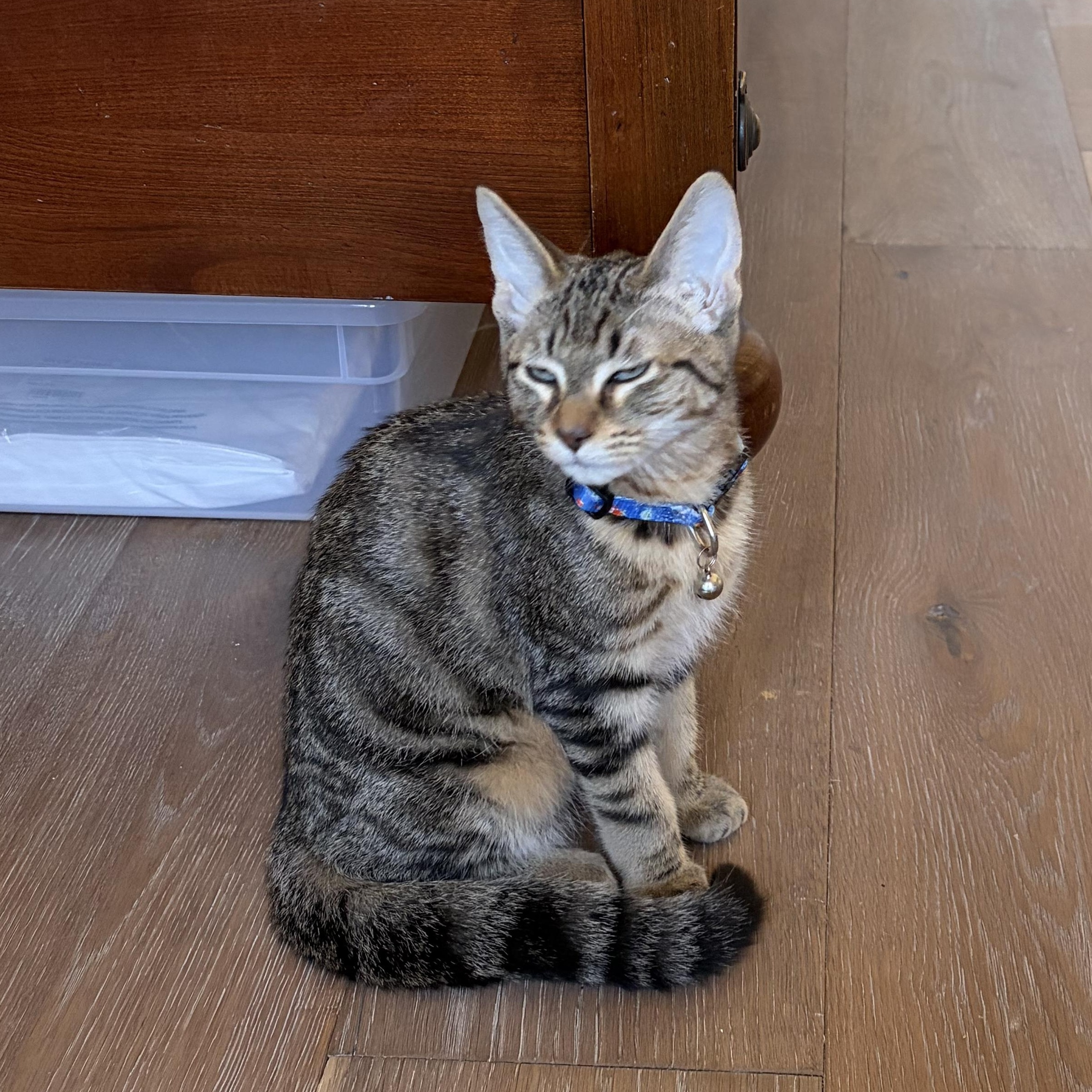 Enlarge Mischief and Merriment, a Adoptable Domestic Short Hair in Boston, MA image 3/5