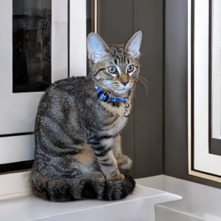 Enlarge Mischief and Merriment, a Adoptable Domestic Short Hair in Boston, MA image 2/5
