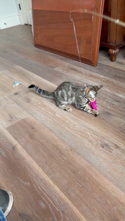 Enlarge Mischief and Merriment, a Adoptable Domestic Short Hair in Boston, MA video 4/5