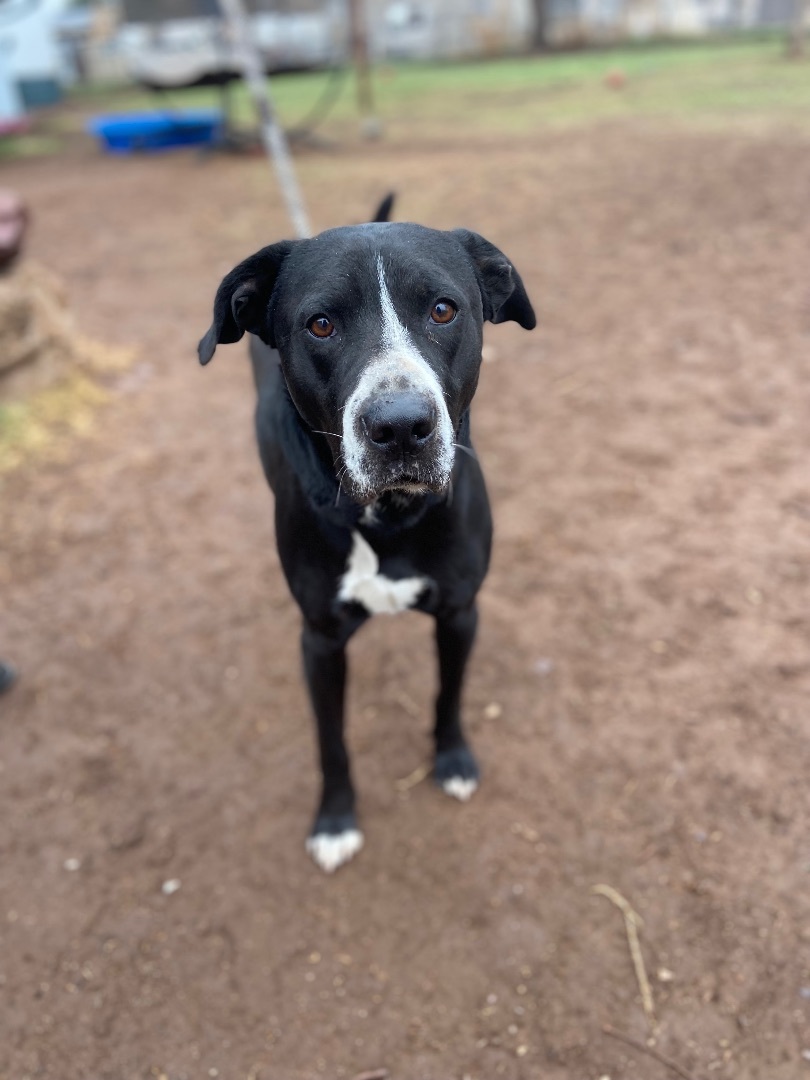 Kinzo, an adoptable Mixed Breed in Allentown, PA_image-1