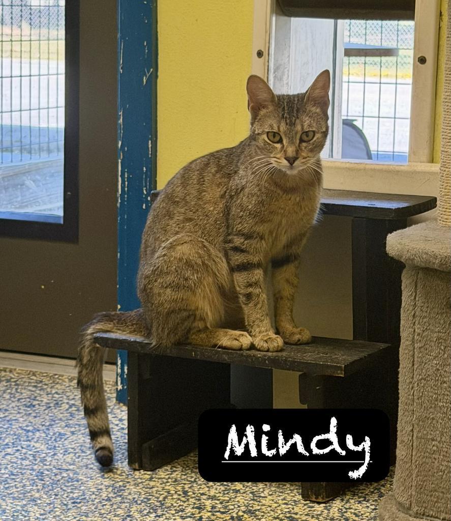 Enlarge Mindy, a Adoptable mixed breed in Maumelle, AR image 3/6