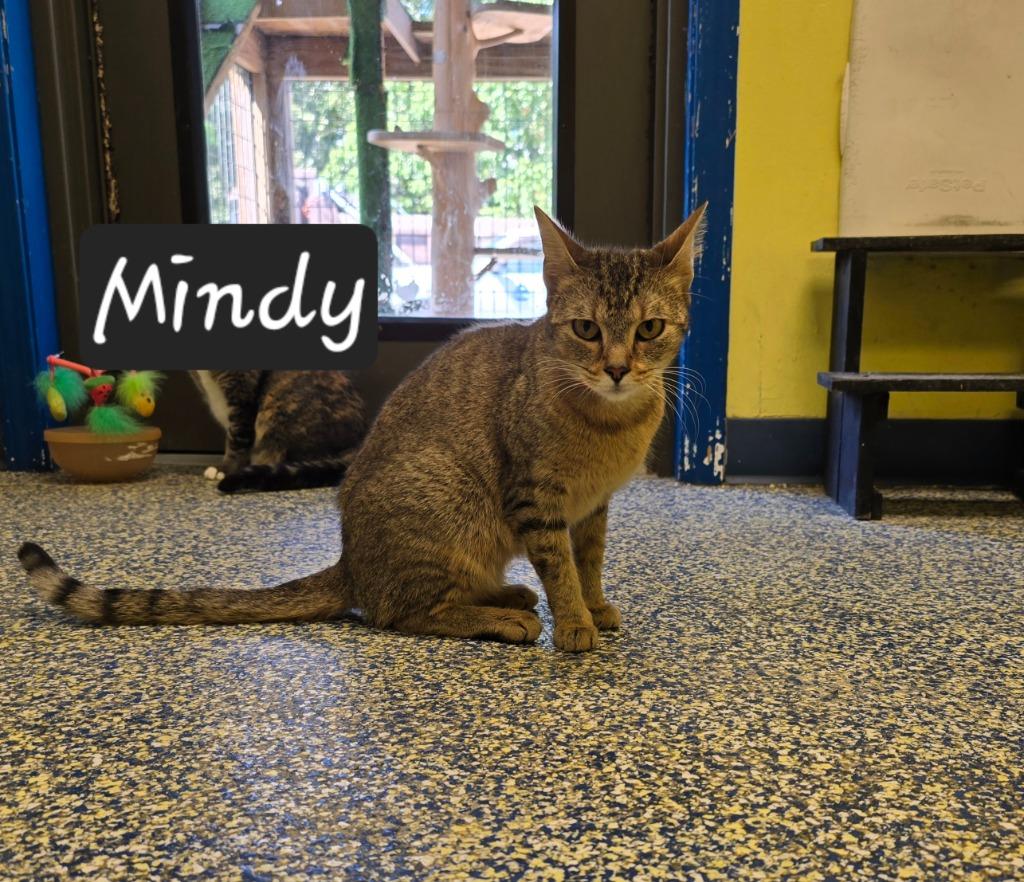 Enlarge Mindy, a Adoptable mixed breed in Maumelle, AR image 4/6