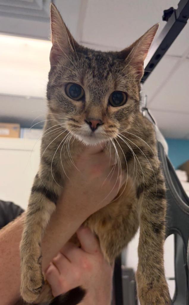 Enlarge Mindy, a Adoptable mixed breed in Maumelle, AR image 5/6