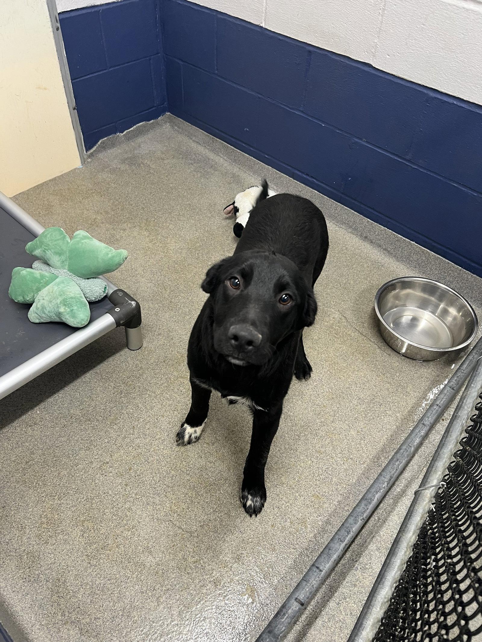 Wrangler 6 months male AVAIALBLE 5/27, Adoptable, Young Male Australian Shepherd.