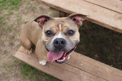Enlarge Sonnet, a Adoptable mixed breed in Kansas City, MO image 1/3