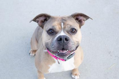 Sonnet, Adoptable, Adult Female Pit Bull Terrier & Mixed Breed.