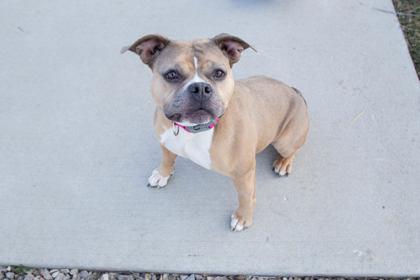 Sonnet, a Adoptable mixed breed in Kansas City, MO image 3/3