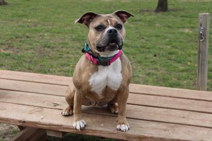 Enlarge Sonnet, a Adoptable mixed breed in Kansas City, MO image 2/3