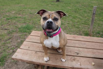 Enlarge Sonnet, a Adoptable mixed breed in Kansas City, MO image 3/3