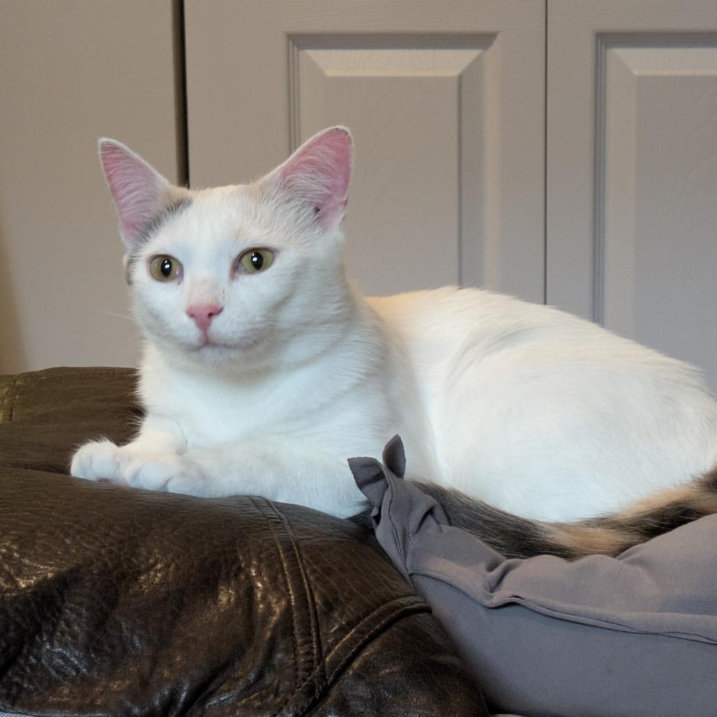 Valerie, Adoptable, Young Female Domestic Short Hair.