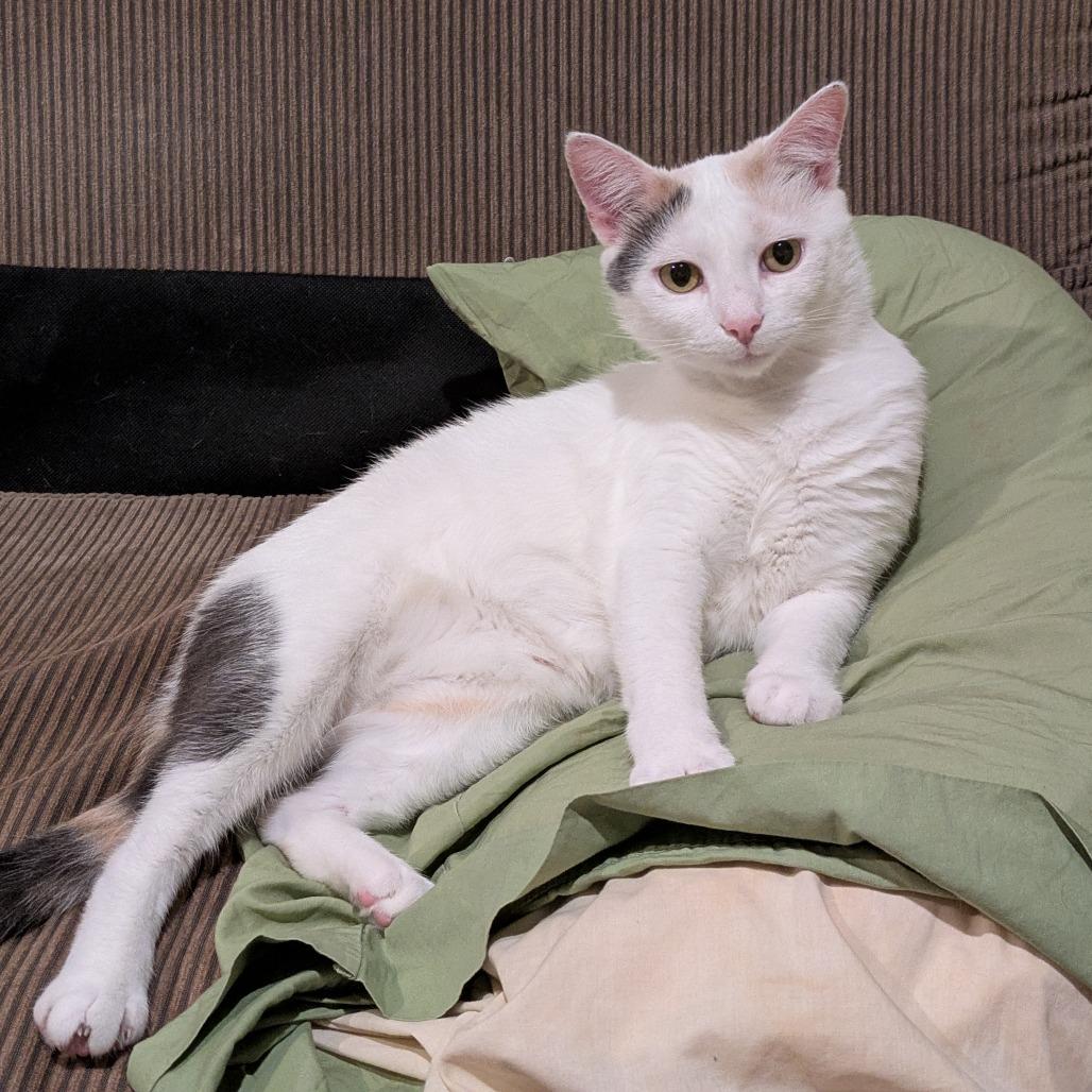 Enlarge Valerie, a Adoptable Domestic Short Hair in Washington, DC image 2/6
