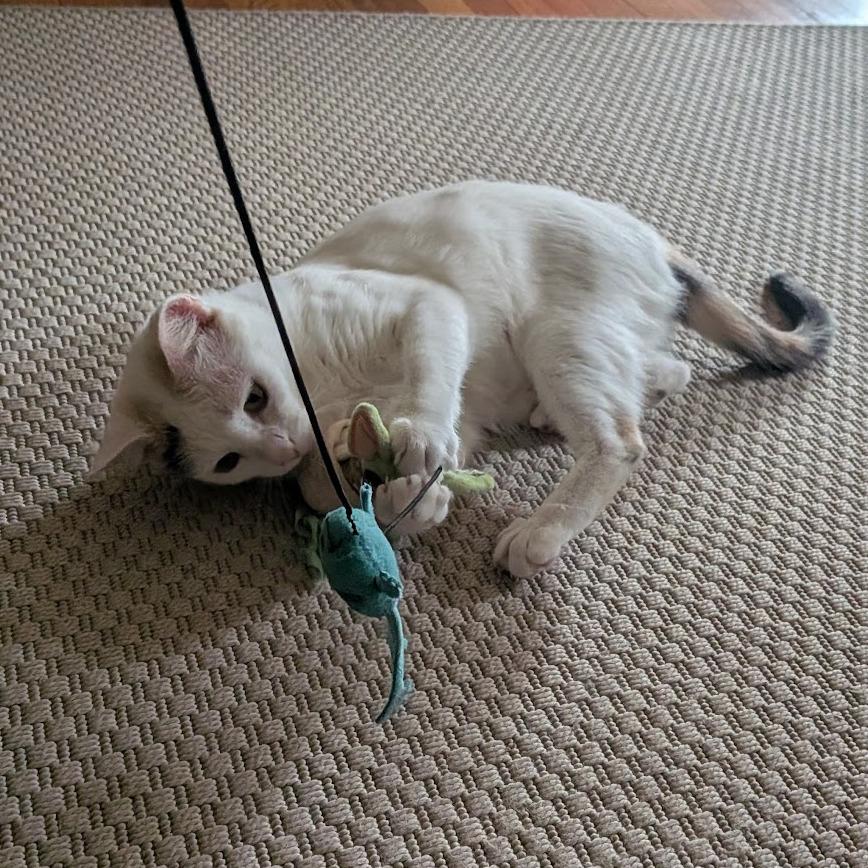 Enlarge Valerie, a Adoptable Domestic Short Hair in Washington, DC image 5/6