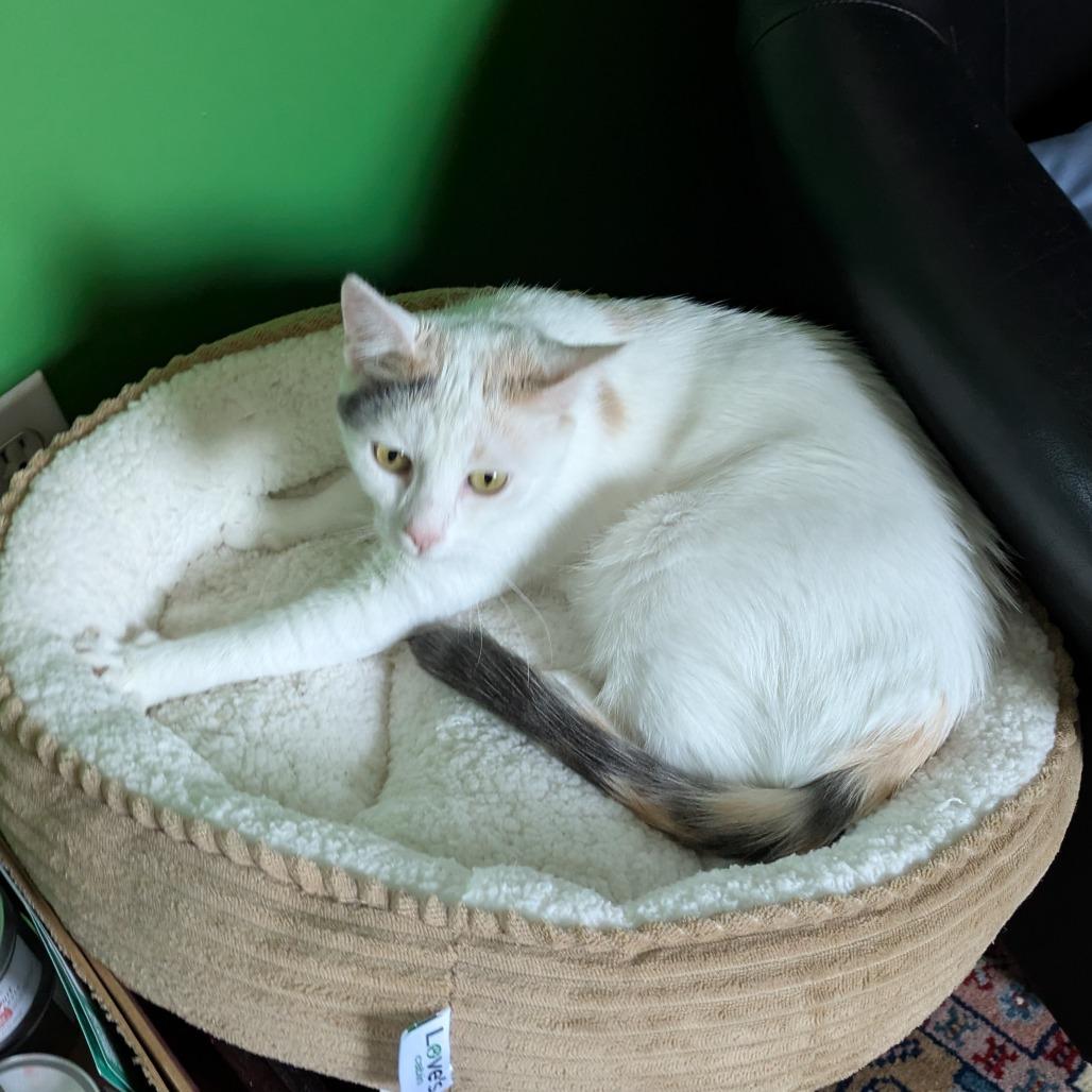 Enlarge Valerie, a Adoptable Domestic Short Hair in Washington, DC image 6/6