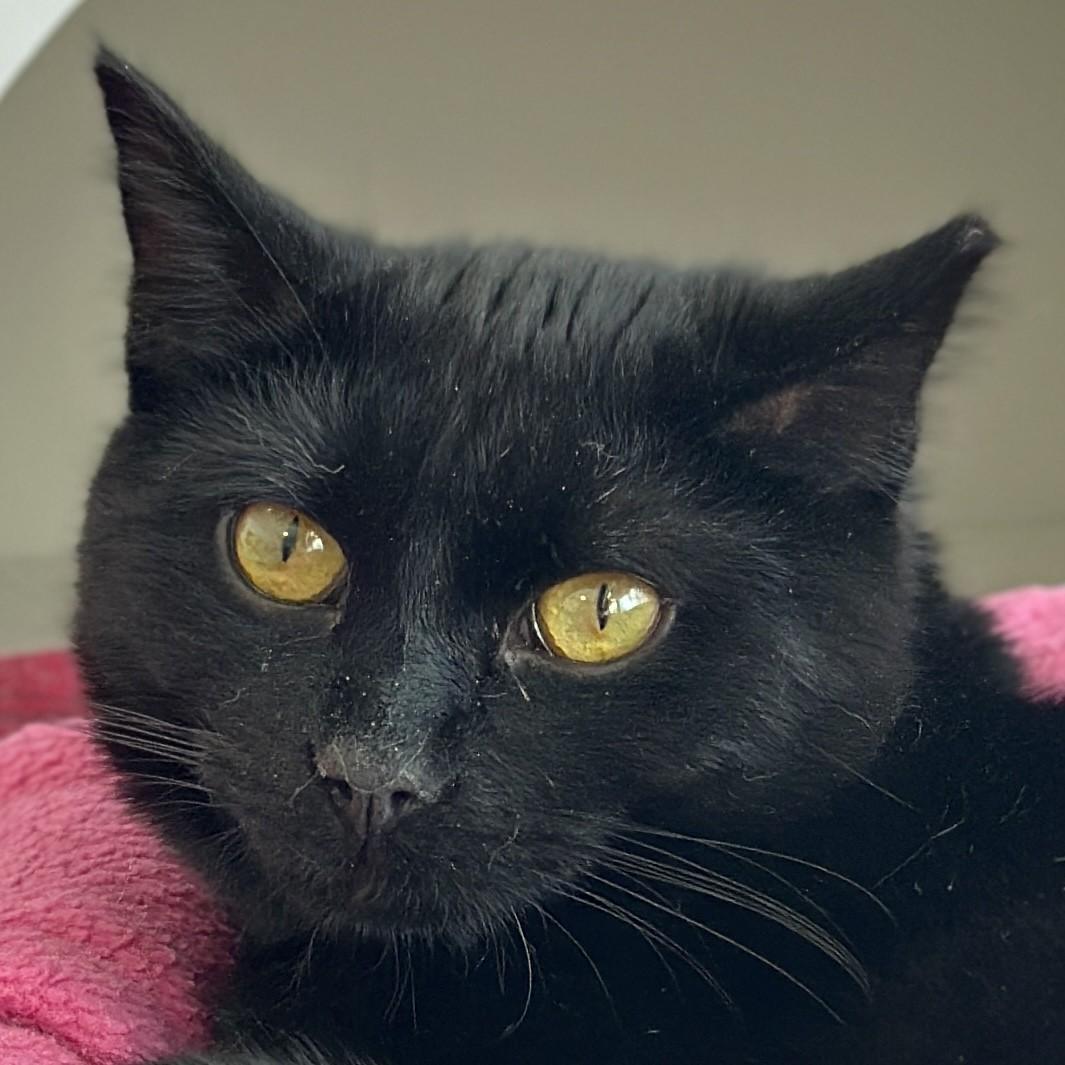 Binx, ADOPTABLE, Young Male Domestic Short Hair.