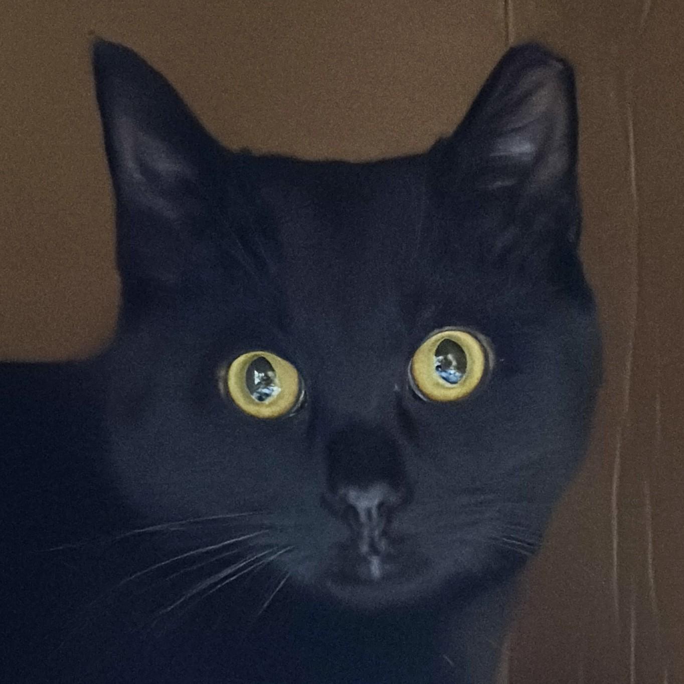 Binx, ADOPTABLE, Young Male Domestic Short Hair.