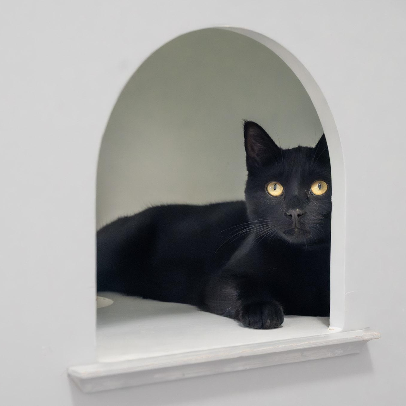 Enlarge Binx, an adopted Domestic Short Hair in Victor, NY image 6/6