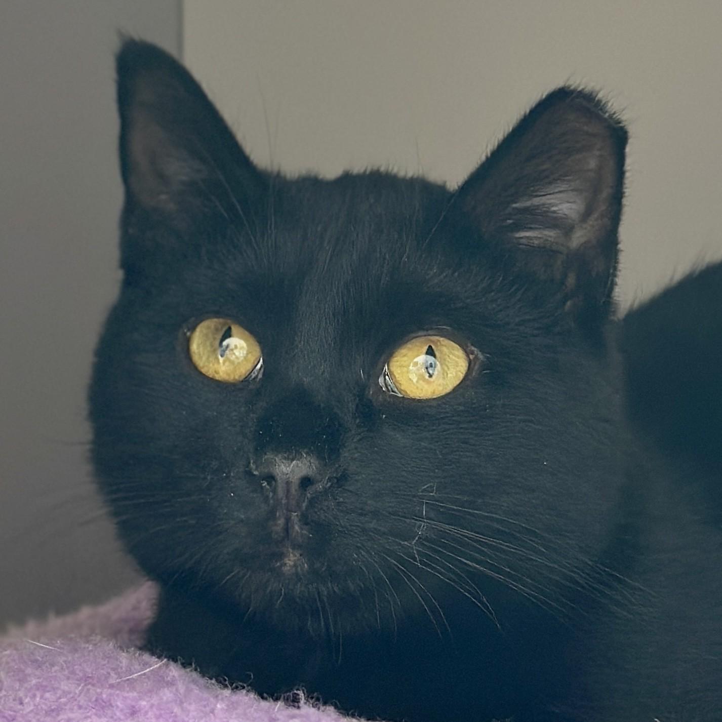 Enlarge Binx, an adopted Domestic Short Hair in Victor, NY image 5/6