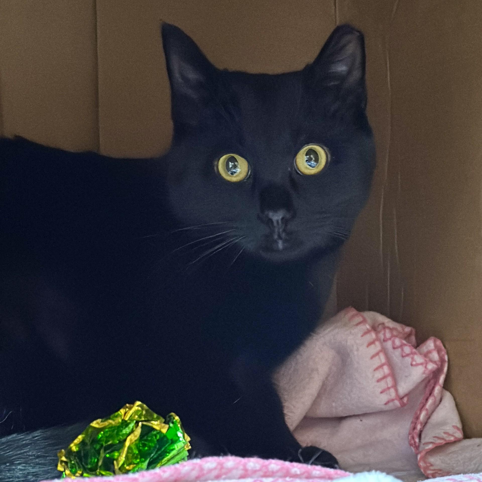 Binx, a ADOPTABLE Domestic Short Hair in Victor, NY image 2/2