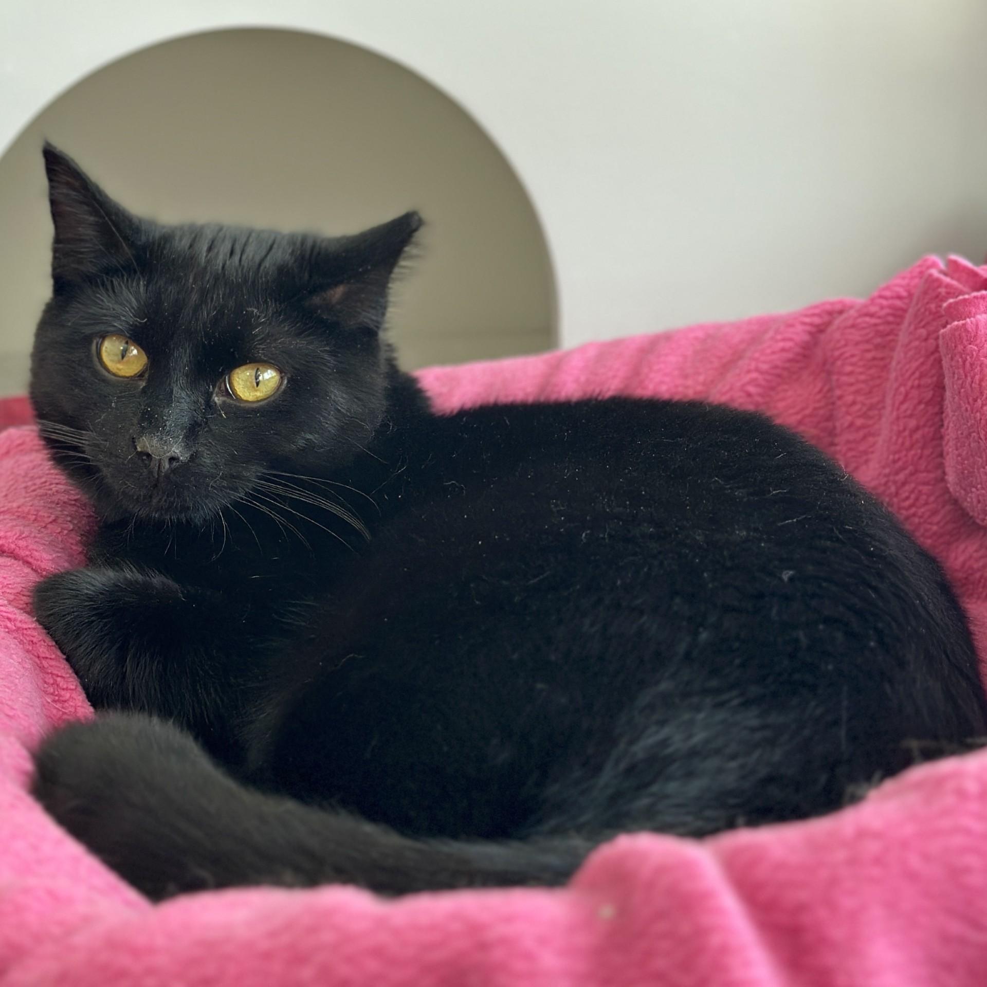 Enlarge Binx, an adopted Domestic Short Hair in Victor, NY image 2/6