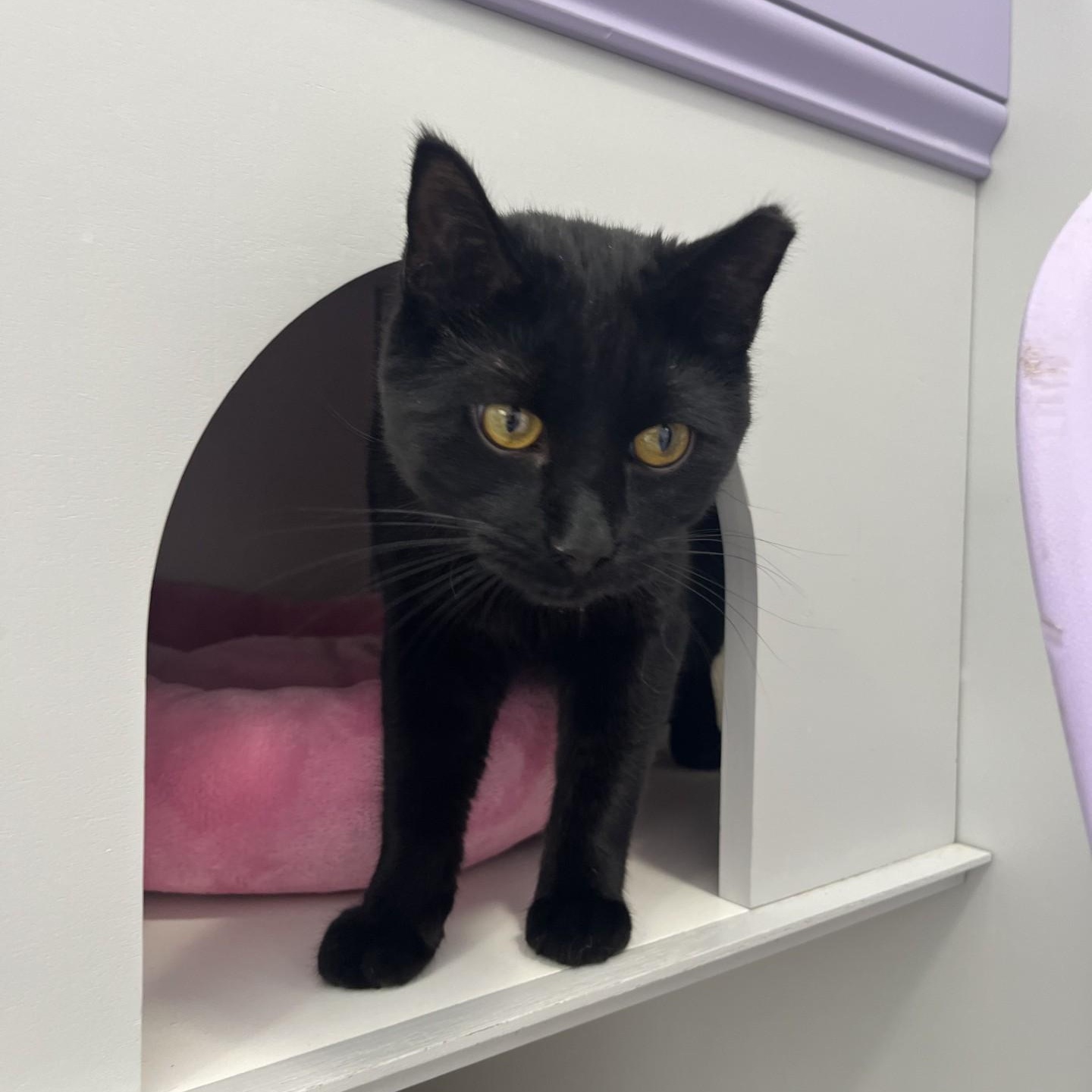 Enlarge Binx, a ADOPTABLE Domestic Short Hair in Victor, NY image 2/5