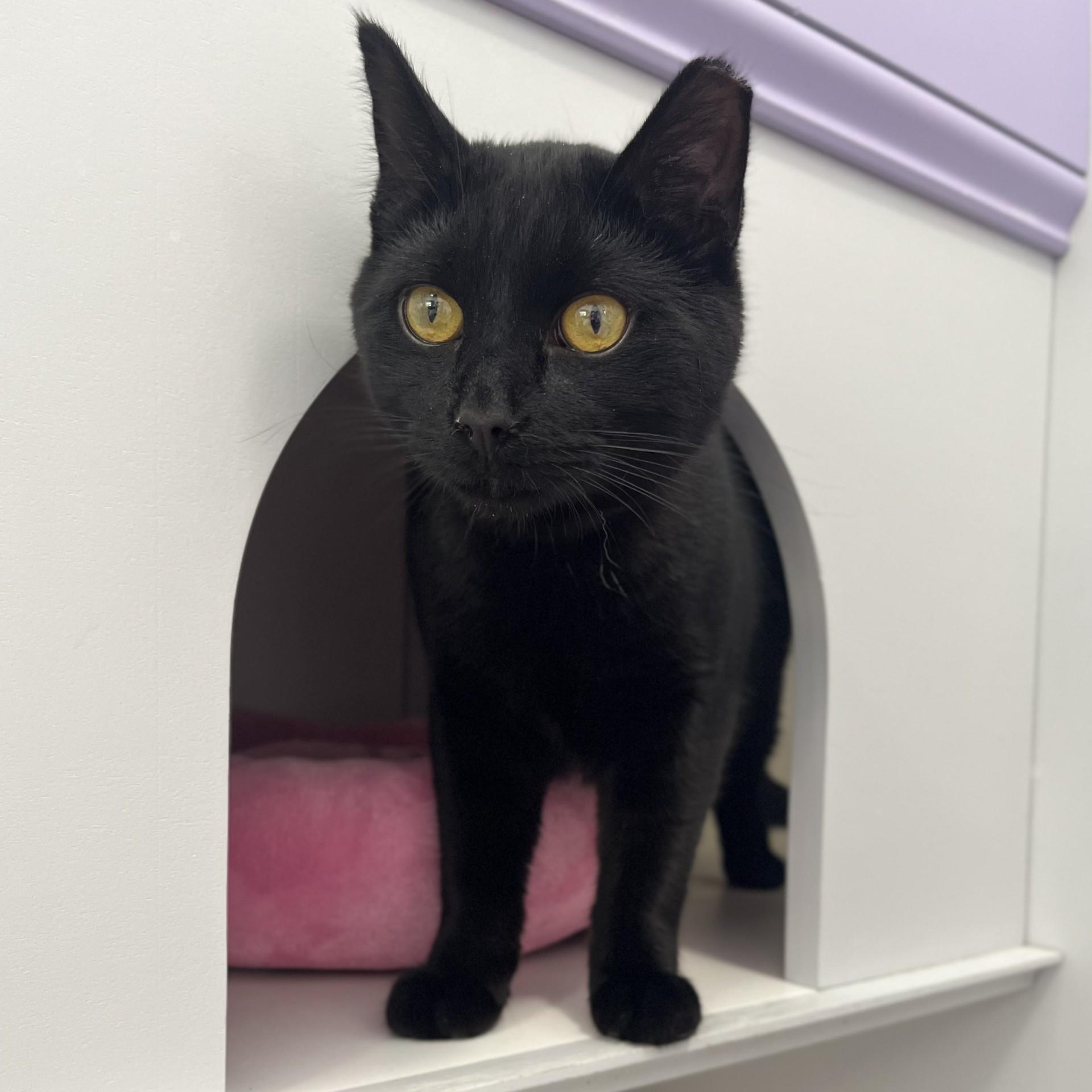 Enlarge Binx, a ADOPTABLE Domestic Short Hair in Victor, NY image 1/5